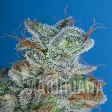 Burmese Kush - T.H. SEEDS