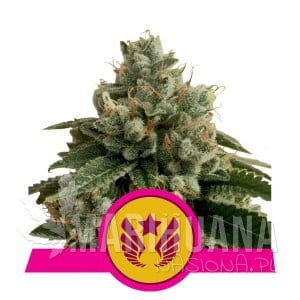 Legendary OG Punch - ROYAL QUEEN SEEDS