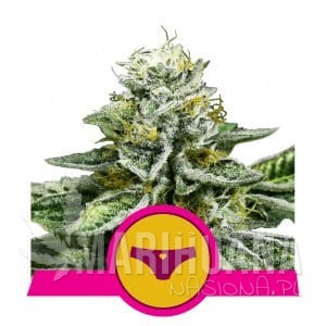 Sherbet Queen - ROYAL QUEEN SEEDS