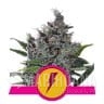 North Thunderfuck - ROYAL QUEEN SEEDS