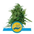 solomatic-cbd.jpg