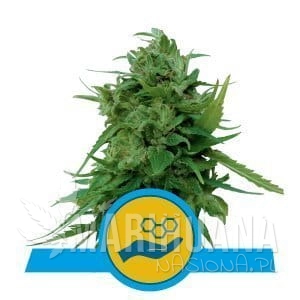 Solomatic CBD - ROYAL QUEEN SEEDS
