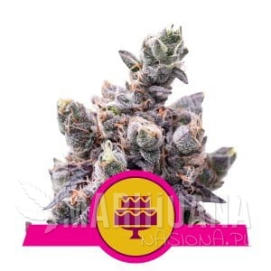Wedding Gelato - ROYAL QUEEN SEEDS