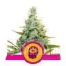 AMG - Amnesia Mac Ganja - ROYAL QUEEN SEEDS