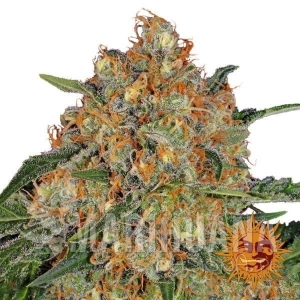 Orange Sherbert - BARNEY’S FARM