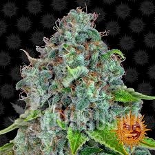 BARNEY’S FARM - Strawberry Lemonade.jpg