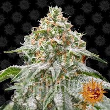 Pink Kush - BARNEY’S FARM