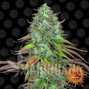 LSD Auto - BARNEY’S FARM