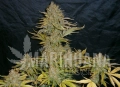 Auto Moby Dick XXL(2).jpg