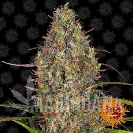 glue-gelato-auto_1_956379.jpg