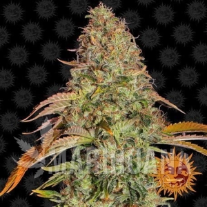 ZKITTLEZ OG AUTO - BARNEY’S FARM