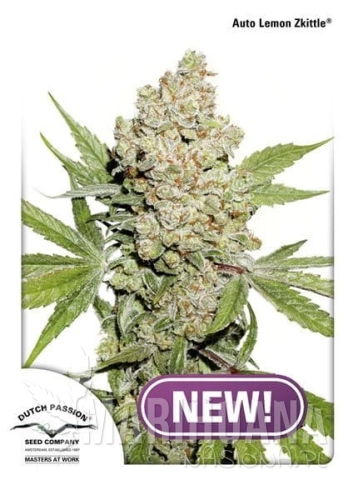 auto lemon zkittle.jpg
