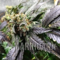 amnesia lemon 2.jpg