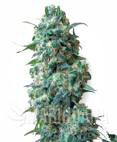 afghan kush .jpg