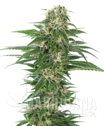 Auto Hindu Kush.jpg