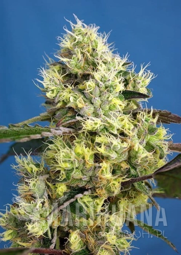 SWEET_GELATO_AUTO_SWS76.jpg