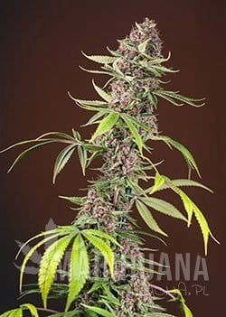 RED_MANDARINE_F1_FAST_VERSION_SWS79_p.jpg