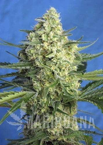 JACK47_XL_AUTO_SWS78.jpg