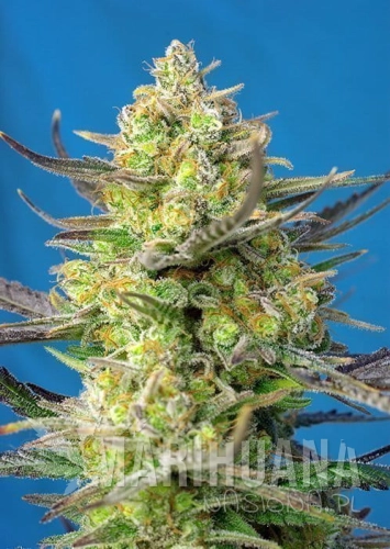 SWEET_CHEESE_XL_AUTO_SWS77.jpg
