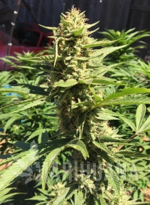 Pineapple Chunk