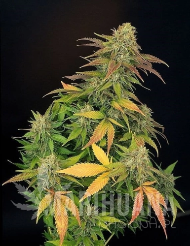 Master Kush.jpg