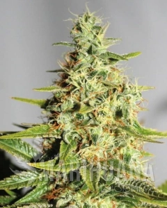 CBD Himalaya Gold (ODMIANA MEDYCZNA)