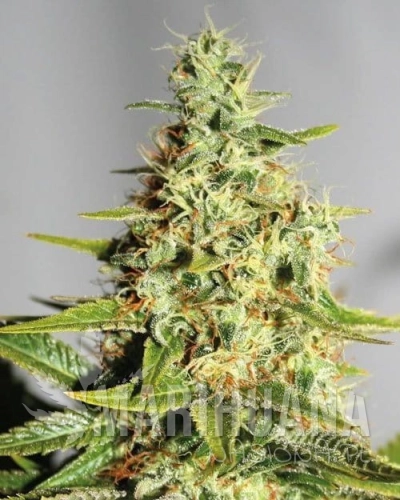 CBD Himalaya Gold.jpg