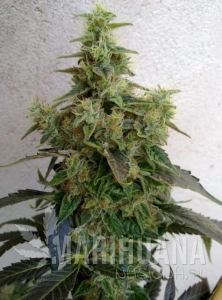 CBD NYC Diesel (ODMIANA MEDYCZNA)