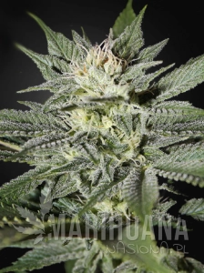 CBD Great White Shark (ODMIANA MEDYCZNA)