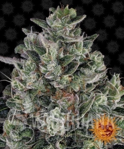 Glookies - BARNEY’S FARM