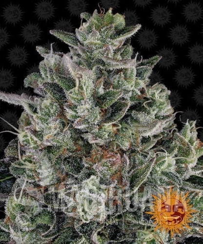 Barneys FArm Glookies.jpg