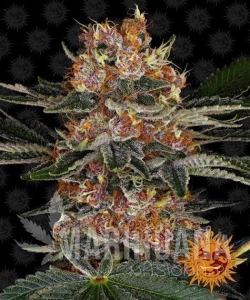Purple Punch Auto - BARNEY’S FARM