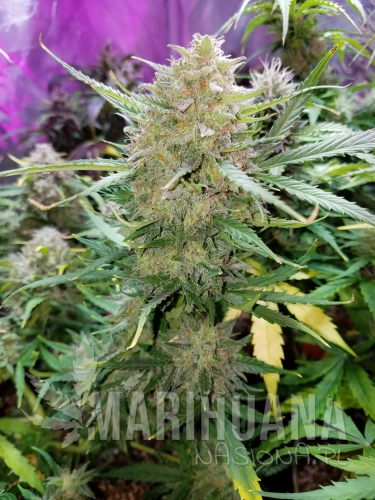 cream mandarine auto.jpg