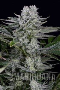 Gorilla CBD - DINAFEM