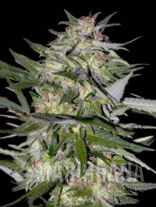 Feminized Collection #4 - ADVANCED SEEDS
