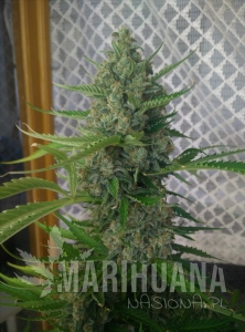 Cream Mandarine XXL Auto
