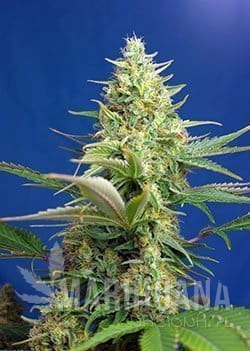 SWEET_PURE_AUTO_CBD(R)_SWS75_p (1).jpg