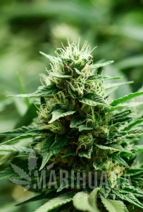 Mexican Candy - SUPER STRAINS