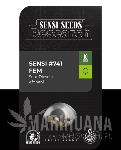 sour diesel x afghani.png