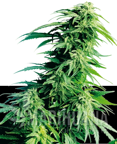 hundu-kush-xl (1).png