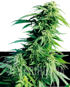 Hindu Kush Automatic - SENSI SEEDS