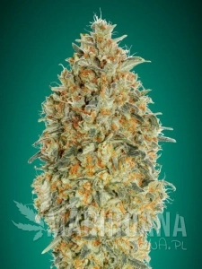 Auto Gorilla Blue - ADVANCED SEEDS