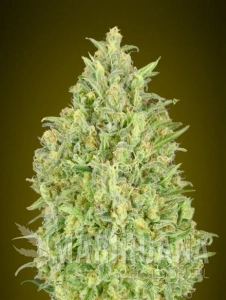 Auto Pineapple Glue - ADVANCED SEEDS
