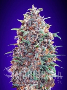 Auto Purple Diesel - ADVANCED SEEDS