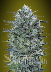 CRITICAL LEMON - ADVANCED SEEDS