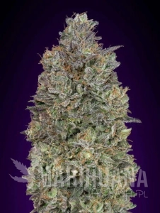 Critical Purple Kush - ADVANCED SEEDS
