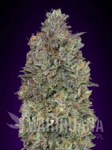 critical_purple_kush.jpg