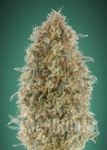 Gorilla Blue - ADVANCED SEEDS