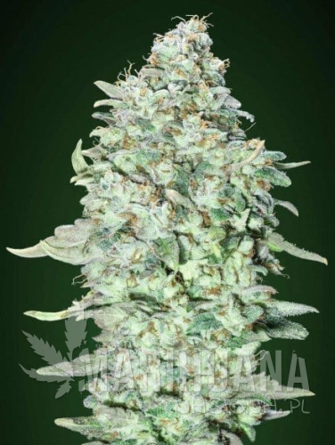 og_kush_sfva.jpg
