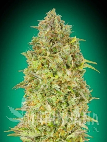 skunk_47.jpg